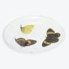 Three Butterflies Plate 2 Three Butterflies Plate -Home Furnishings Store 1577126 279