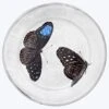 Medium Flying-Landed Butterfly Plate -Home Furnishings Store 1606605